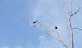 Bird on dried tree with blue sky Royalty Free Stock Photo