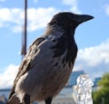 Bird drinking from a fountain