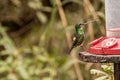 Bird drinking in a trough in a forest