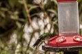 Bird drinking in a trough in a forest