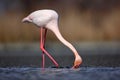 Bird drinking water. Spring in Europe. Greater Flamingo, Phoenicopterus ruber, nice pink big bird, head in the water, animal in th Royalty Free Stock Photo