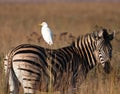 Bird driving zebra Royalty Free Stock Photo