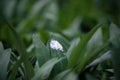 Bird droppings on a bear\'s garlic leaf. Selective focus of ramsons (Allium ursinum) with bird excrement.