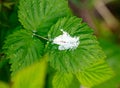 Bird droppings on a green raspberry leaf. Macro Royalty Free Stock Photo