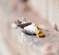 Bird droppings. Macro Royalty Free Stock Photo