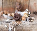 Bird droppings. Macro Royalty Free Stock Photo
