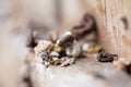 Bird droppings. Macro Royalty Free Stock Photo