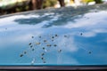 Bird droppings on blue car. Royalty Free Stock Photo