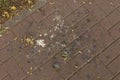 Bird droppings on the sidewalk in the city Royalty Free Stock Photo