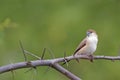 A bird on dry branch