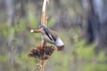 Bird Dubonos Latin Coccothraustes coccothraustes hangs upside down on the stem of a dried sunflower. It gets itself seeds for fo