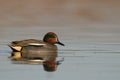 Bird, duck Anas crecca common teal, Poland Europe male Royalty Free Stock Photo