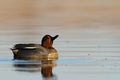 Bird, duck Anas crecca common teal, Poland Europe male Royalty Free Stock Photo