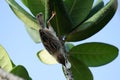 The bird that dug out the trophy left with its cocoon!