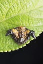 Bird dung mimic spider, Pasilobus kotigeharus, Satara, Maharashtra