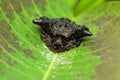 Bird dung mimic spider, Pasilobus sp, Pune, Maharashtra, India Royalty Free Stock Photo