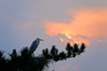 Bird in dusk Royalty Free Stock Photo