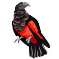 Bird eagle black-red bristle-headed griffin parrot. vector illustration Royalty Free Stock Photo