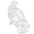 Bird eagle black-red bristle-headed griffin parrot. vector illustration Royalty Free Stock Photo