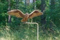 Bird eagle By Kristina Evstigneeva, Curonian spit nature reserve of Russia, Ecological tourist trail