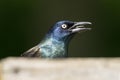 Bird sitting on platform feeder Royalty Free Stock Photo