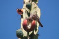 Bird eating cereus cactus fruit