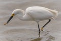 A snowy egret eating a fish. Royalty Free Stock Photo