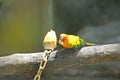 Bird eating raw corn, sun conure Royalty Free Stock Photo