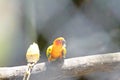 Bird eating raw corn, sun conure Royalty Free Stock Photo