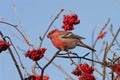 bird is eating a red frozen Rowan berries in winter Park