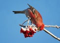 Bird is eating a red frozen Rowan berries in winter Park