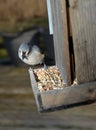 Bird eating seed wooden bird feeder Royalty Free Stock Photo