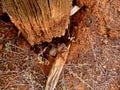 Bird-Eating Spider Royalty Free Stock Photo