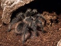 Bird eating spider Royalty Free Stock Photo