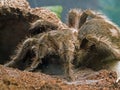 Bird eating spider Royalty Free Stock Photo