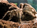 Bird eating spider Royalty Free Stock Photo