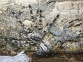 A bird-eating spider sits on an old tree