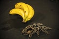 Bird Eating Tarantula with some banana on a Black Background. Royalty Free Stock Photo