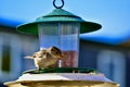 A bird eating worms on a bird feeder Royalty Free Stock Photo
