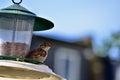 A bird eating worms on a bird feeder Royalty Free Stock Photo