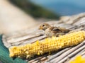 Bird Eats Corn Royalty Free Stock Photo