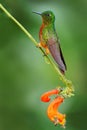 Bird from Ecuador. Orange and green bird in the forest. Hummingbird Chestnut-breasted Coronet, Boissonneaua matthewsii in the fore Royalty Free Stock Photo