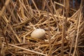 Bird egg in a nest in the wild Royalty Free Stock Photo