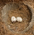 Bird Eggs Royalty Free Stock Photo