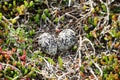 Bird eggs