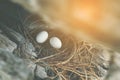 Bird eggs hatching in natural