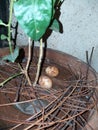 Bird eggs are laid by the females and incubated for a time that varies according to the species Royalty Free Stock Photo