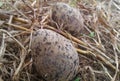 kirala bird eggs srilankan animel