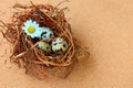 Bird eggs in nest. Royalty Free Stock Photo