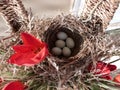 Bird Eggs Nest Royalty Free Stock Photo